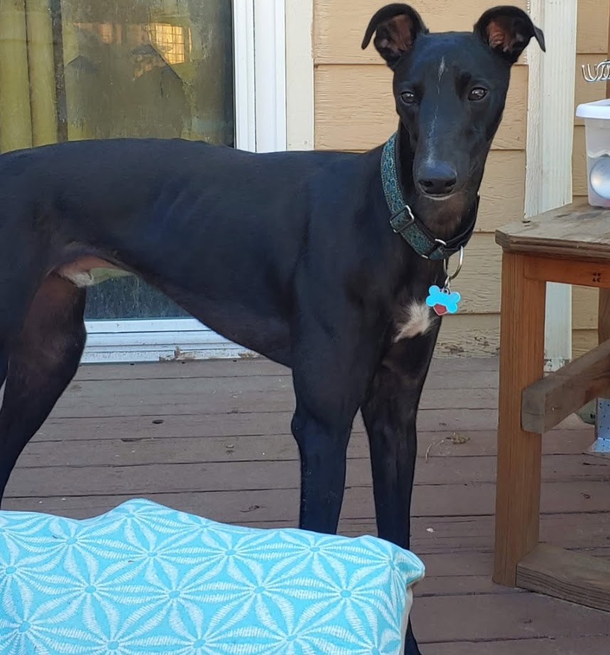 Hugo