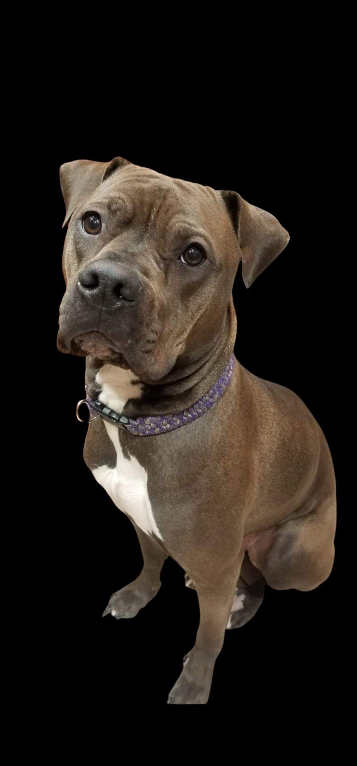 Petunia